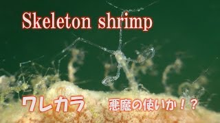 ワレカラ 悪魔の使者か！ Skeleton shrimp [upl. by Sergias]