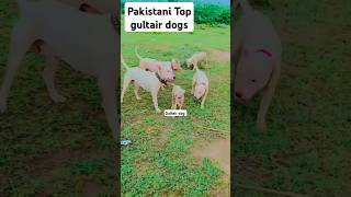 Hunting gultair dogs gultairdog gultairdog huntingdog kutta gultairlovers topdogs [upl. by Fish]