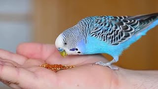 budgies parrot full enjoy eating seed video [upl. by Sapphera]