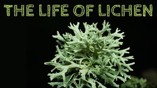 The Life of Lichen [upl. by Sherl]