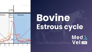 Bovine estrous cycle [upl. by Cheyney]