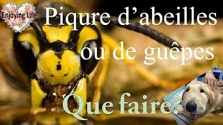 PIQÛRE DE GUÊPE OU ABEILLE QUE FAIRE Spécial chien ✿ Enjoying Life [upl. by Ewold]