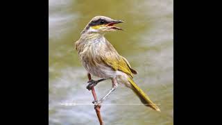 Call of the Singing Honeyeater [upl. by Efal]