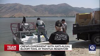 After algal blooms return crews experiment with mitigation tool [upl. by Dugald]