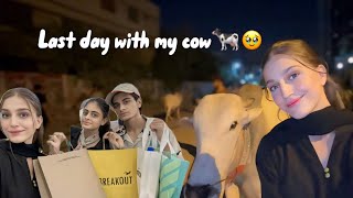 Eid ki shopping done🛍️  last day with my cow❤️‍🩹🥺 [upl. by Gherlein]