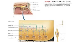 Olfaction The Sense of Smell in Hindi [upl. by Ferde653]