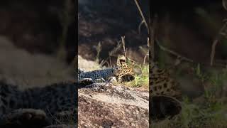 Leopard Cub Playing with stick wildlife africanwildlife animalsounds leopard kruger [upl. by Iarised]