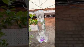 Making Bird Water Feeder From Bottle 😱 Making Bird Feeder shorts feeder birds Bottle [upl. by Ring]