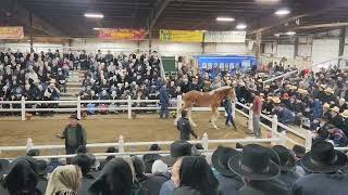 2 Belgian mares sell for 100k 2023 Gordyville Draft Horse Sale [upl. by Cynth]