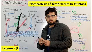 Thermoregulation  Homeostasis of Temperature [upl. by Munn779]