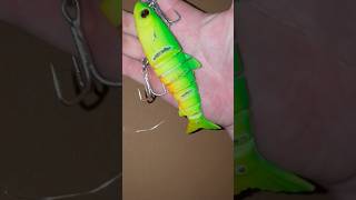 Got the nibbles barra barramundi lurefishing fishing lures zerek big [upl. by Ormsby]