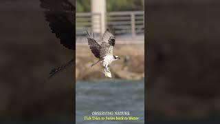 Osprey w Swimming Fish birdsofprey birds wildlife ospreys naturelovers [upl. by Erlinna]