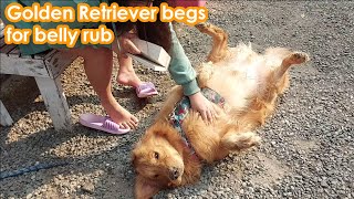 Golden Retriever Begs for Belly Rub [upl. by Cheria74]