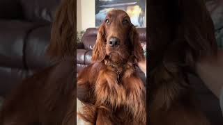 Most beautiful dog  Irish Setter 2 years age irishsetter dogs [upl. by Guillaume]