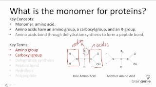 122 What is the monomer for proteins [upl. by Bo]