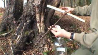 How to drink sap from a Tree [upl. by Alysia596]