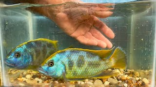 Nimbochromis venustus • Update • [upl. by Florri]