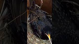 European Starling Incubates Her Eggs in Nest shorts [upl. by Koslo]