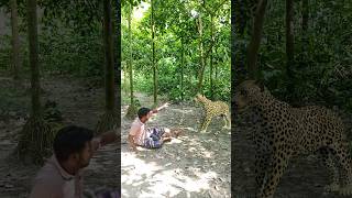 A leopard attack in a village forest vfx shorts leopard wildlife tiger village videos [upl. by Lajib]