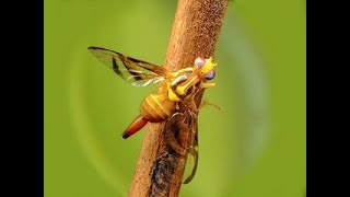 Mosca de la fruta Ceratitis capitata y Anastrepha fraterculus UNSA [upl. by Hawk]