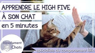 apprendre le high five à son chat en 5 minutes [upl. by Yttisahc986]