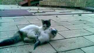 Mother cat play fighting with kitten [upl. by Aicelaf]