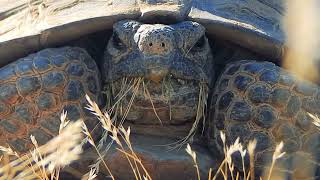 A Local Resident with a Public Service Announcement  Providence Mountains State Recreation Area [upl. by Warfourd]