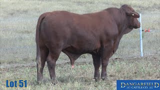 Lot 51 Dangarfield G138 P [upl. by Robbi]