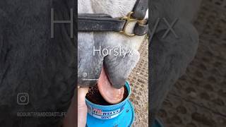 Horses love these treats horslyx horse horses equestrian slomo [upl. by Alieka558]