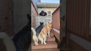 Product Demonstration 55 Retractable Dog Gate [upl. by Nesmat]