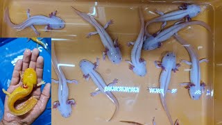 Axolotl Walking Fish at Karnataka Aquarium [upl. by Deckert]