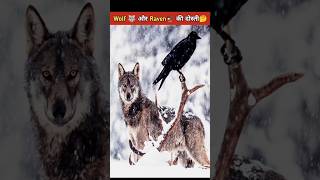 Real friends  Raven and wolf 🐺 shorts ytshorts animals [upl. by Soisinoid]