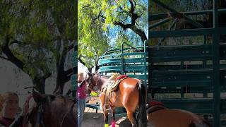 ESCARAMUZASPreparando Caballos Para practica Union De San Antonio Jalisco 🐎🇲🇽 shorts [upl. by Waddington]