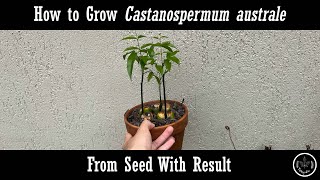 How to grow Castanospermum australe from seed [upl. by Norraa421]