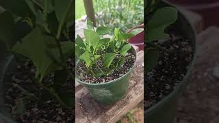 My attempt to root citrus [upl. by Telfore]