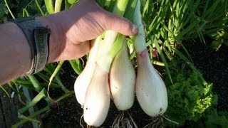 Allotment Diary  How to grow Shallots from seed [upl. by Feldt]