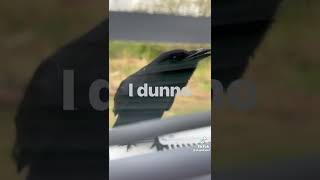 THIS CROW CAN TALK LIKE A HUMAN 😳😥 [upl. by Anelagna]