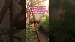 Jabuticaba also spelled Jaboticaba tree grape grape flower fruit garden gardening [upl. by Adaval]