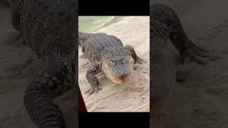 alligator 🐊 aggressive defends her nest corbinmaxey corbin youtubeshorts shorts [upl. by Hollerman869]