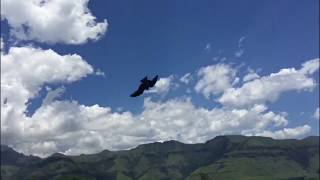 Yellowbilled Kite [upl. by Etom]