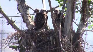 Hawks in the Nest SD 480p [upl. by Alastair]