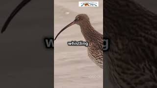 Eastern Curlew The LongDistance Traveler EasternCurlew BirdFacts Wildlife NatureLovers Bird [upl. by Ennavoj]