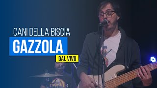 CANI DELLA BISCIA  Gazzola DAL VIVO [upl. by Wilone]