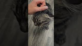 Scotty Von Earfold the Tabby Cat Gets Some Predinner Pettings [upl. by Darahs]