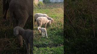 Merino Sheep Breed 👌💪kashmir animals merino breed support [upl. by Hinman]