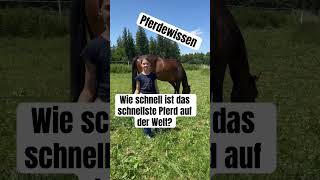 Wie schnell ist das schnellste Pferd der Welt pferdewissen quiz pferd horse pferde haflinger [upl. by Tollmann894]