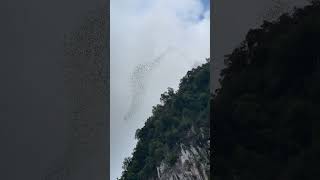 Mulu Caves bats leaving the caves World Heritage Site Sarawak Malaysia [upl. by Frederica]