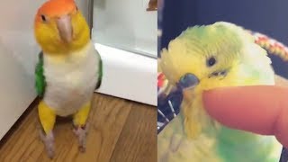 Funny Parrots Budgies and Cute Birds Compilation [upl. by Peppi988]