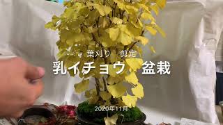 Bonsai ginkgo 乳イチョウ 盆栽 葉刈り 剪定 [upl. by Gunas]