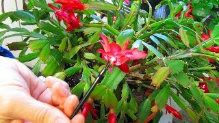 How to pollinate Christmas Cactus Flowers  Schlumbergera [upl. by Paton465]